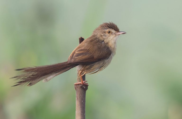প্রিনিয়া